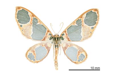 藍月尺蛾 Teinoloba perspicillata 雄蟲