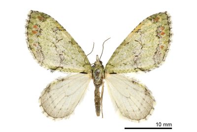 緋洱尺蛾 Trichopterigia rufinotata 雌蟲
