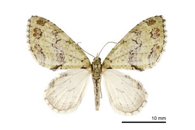 緋洱尺蛾 Trichopterigia rufinotata 雄蟲