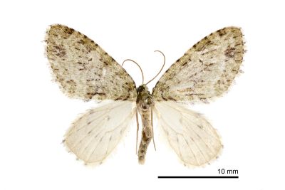 傅氏毛翅尺蛾 Trichopteryx fui 雄蟲