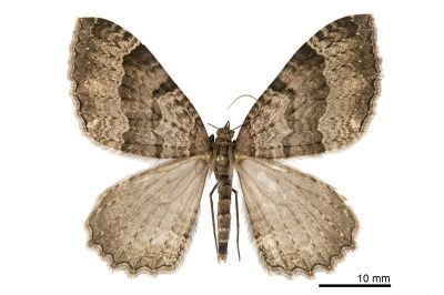 廬光尺蛾 Triphosa lugens 雄蟲