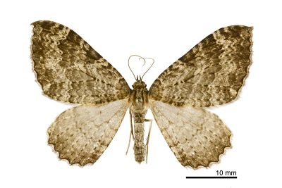 暗光尺蛾 Triphosa praesumtiosa 雌蟲