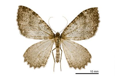 巒大山光尺蛾 Triphosa rantaizanensis 雄蟲