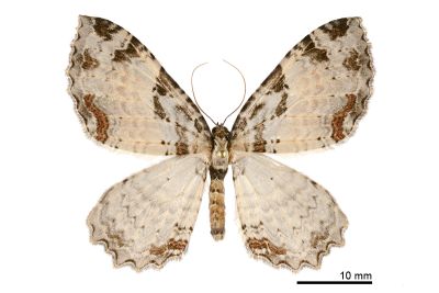 紅緞灰光尺蛾 Triphosa sericata sericata 雌蟲