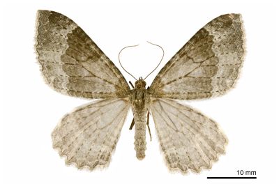 臺灣光尺蛾 Triphosa taiwana 雌蟲
