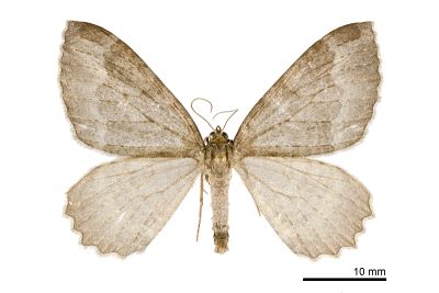 臺灣光尺蛾 Triphosa taiwana 雄蟲