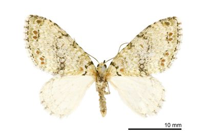 花蓮洱尺蛾 Trichopterigia adorabilis 雄蟲