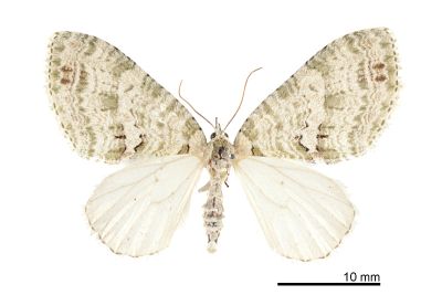 矢崎氏洱尺蛾 Trichopterigia yazakii 雌蟲