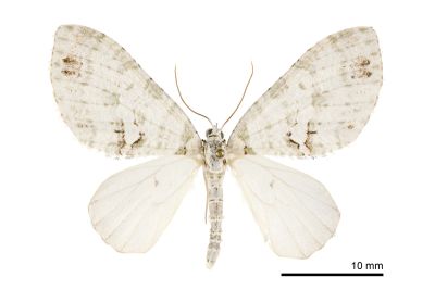 矢崎氏洱尺蛾 Trichopterigia yazakii 雄蟲