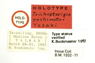 吉本洱尺蛾 Trichopterigia yoshimotoi