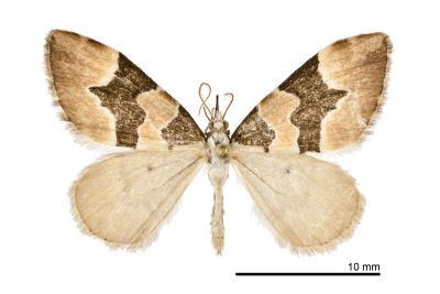 棘刺鉛尺蛾 Gagitodes omnifasciaria 雄蟲