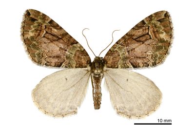 赭雲波尺蛾 Gonanticlea ochreivittata 雌蟲
