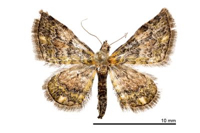 線明波尺蛾 Gymnoscelis albicaudata 雌蟲