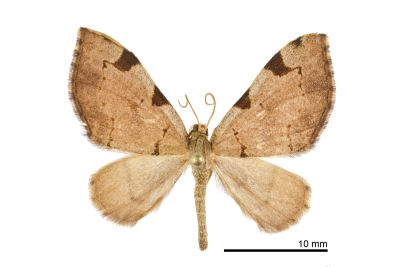 孔子四斑波尺蛾 Heterophleps confusa punkikonis 雄蟲