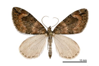臺灣奇帶尺蛾 Heterothera sororcula 雌蟲