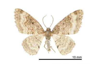 灰褐水尺蛾 Hydrelia enisaria 雄蟲