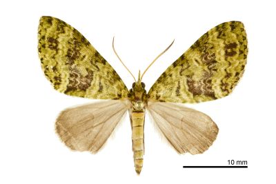 橄欖綠波尺蛾 Hypocometa clauda 雄蟲