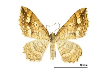 網斑波尺蛾 Laciniodes umbrosus 雄蟲