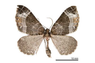 蜘網嵐波尺蛾 Lampropteryx argentilineata nitidaria 雌蟲