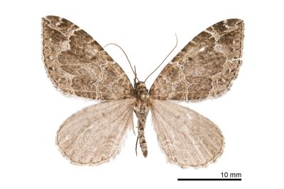 玉麗翅嵐波尺蛾 Lampropteryx nishizawai 雄蟲