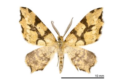 尖尾角葉尺蛾 Lobogonia aculeata 雄蟲