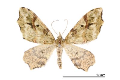 散點角葉尺蛾 Lobogonia sphagnata 雌蟲