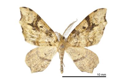 散點角葉尺蛾 Lobogonia sphagnata 雄蟲