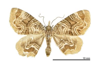 四線角尺蛾 Lobogonodes dactylotypa 雌蟲