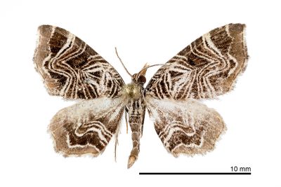 四線角尺蛾 Lobogonodes dactylotypa 雄蟲