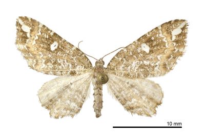 白斑角尺蛾 Lobogonodes permarmorata 雌蟲