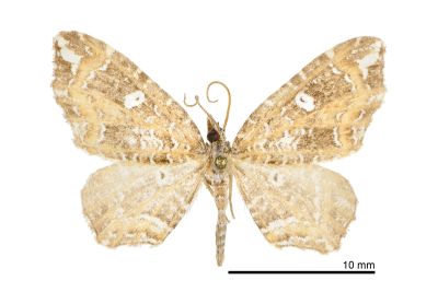 白斑角尺蛾 Lobogonodes permarmorata 雄蟲
