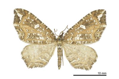 白斑角尺蛾 Lobogonodes permarmorata 雄蟲