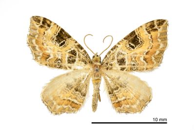 煦岫角尺蛾 Lobogonodes shiushioui 雄蟲