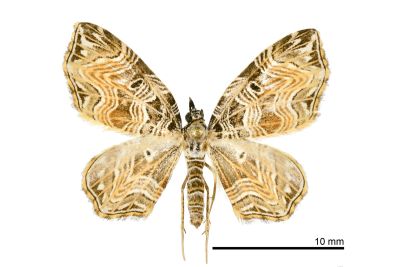 臺灣角尺蛾 Lobogonodes taiwana 雌蟲