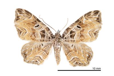 臺灣角尺蛾 Lobogonodes taiwana 雄蟲