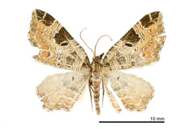 煦岫角尺蛾 Lobogonodes shiushioui 雄蟲