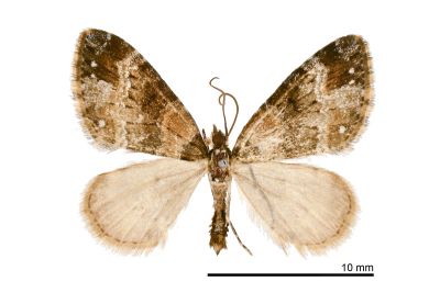 白帶周尺蛾 Martania albofasciata 雄蟲