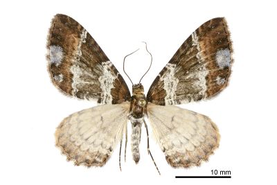 大串珠波尺蛾 Melanthia procellata szechuanensis 雄蟲