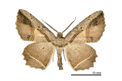 臺灣小弭尺蛾 Menophra taiwana 雄蟲