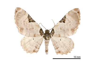 小角斑波尺蛾 Mesoleuca costipannaria 雄蟲