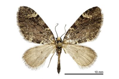 小雙線波尺蛾 Epilobophora nishizawai