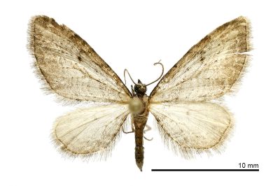 褐球果尺蛾 Eupithecia chui