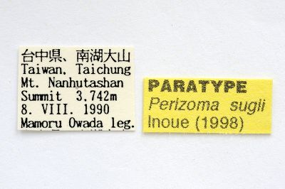 高山周尺蛾 Perizoma sugii