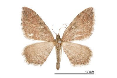 雌圈波尺蛾 Orthonama obstipata 雌蟲