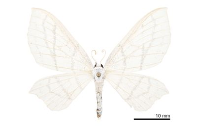 古秘尺蛾 Palaeomystis falcataria 雌蟲