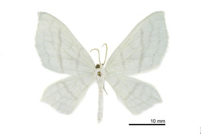 古秘尺蛾 Palaeomystis falcataria 雄蟲