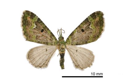 綠帶小波尺蛾 Pasiphila palpata 雄蟲