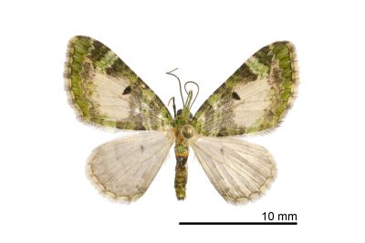 綠帶小波尺蛾 Pasiphila palpata 雄蟲