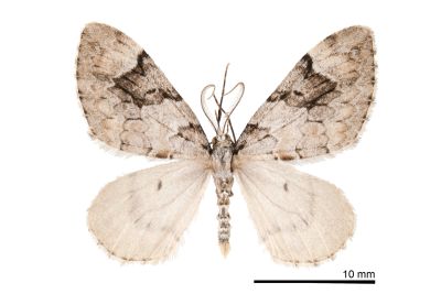 亞羽帶尺蛾 Pennithera subcomis 雄蟲