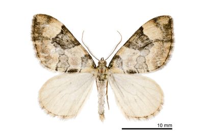 亞羽帶尺蛾 Pennithera subcomis 雄蟲